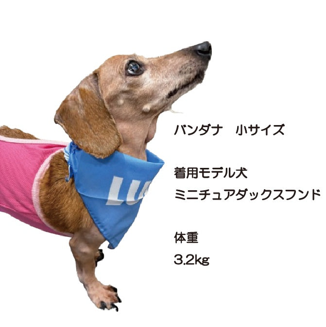 【数量限定】ドッグ ルーシーペットフード クリスマスセット